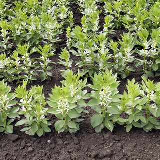 Féverole - Méthode naturelle pour enrichir le sol - Vicia faba - 1 kg