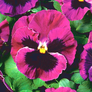 Pensée - Laura - Couleur merveilleuse idéale pour pots et jardinières - Viola ×wittrockiana