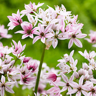 Ail d'ornement - Cameleon - Allium - Fleurs délicates blanc et rose - 5 bulbes