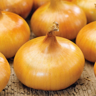 Oignon Borettana - Goût italien doux et aromatique