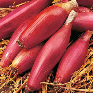 Oignon - Rosa Lunga Di Firenze - Oignons roses saveur d’Italie