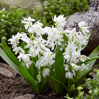 Scille - Alba - blanc - Scilla - Croissance vigoureuse, facile à cultiver - 10 bulbes