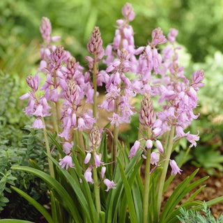 Scille - rose - Scilla - Éclat délicat illumine le jardin printanier - 10 bulbes