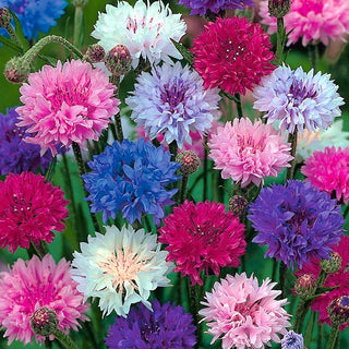 Centaurée bleuet - Naine mélange - Accent charmant au style champêtre - Centaurea cyanus - Graines Premium