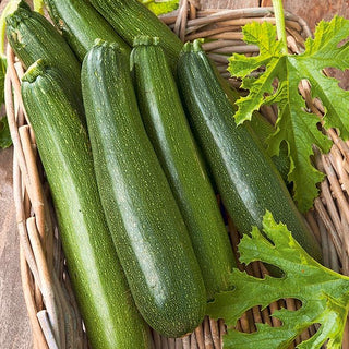 Courgette Astra Polka - Rendement fiable même dans des conditions difficiles - 100 g