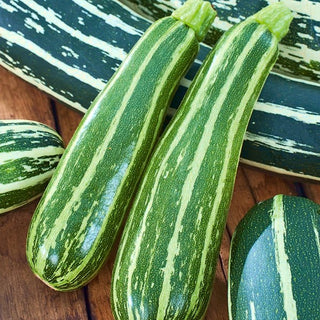 Courgette - Striato D'Italia - Chair tendre idéale pour les plats