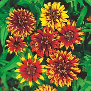 Zinnia du Mexique - Floraison abondante tout l’été - Zinnia haageana