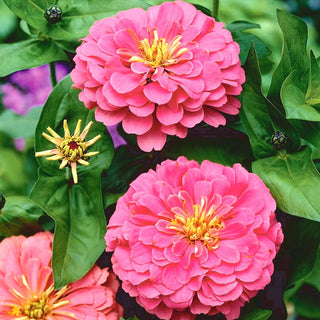 Zinnia à fleurs de Dahlia - Illumination - Couleur intense et chaleureuse - Zinnia elegans