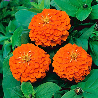 Zinnia à fleurs de Dahlia - Orange King - Fleurs doubles spectaculaires orange - Zinnia elegans