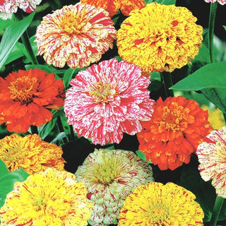 Zinnia à fleurs de Dahlia - Peppermint Stick - Fleurs panachées au charme exceptionnel - Zinnia elegans