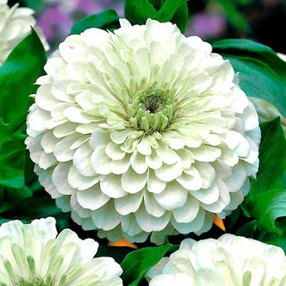 Zinnia à fleurs de Dahlia - Polar Bear - Blanc pur, variété pleine - Zinnia elegans
