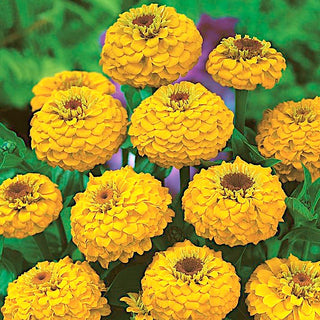 Zinnia - Liliput Golden Gem - Liliput Golden Gem, Bijou ensoleillé pour les massifs bas - Zinnia elegans
