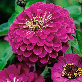 Zinnia - Liliput Purple Gem - Fleurs denses et doubles de couleur violette - Zinnia elegans