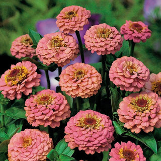Zinnia - Liliput Salmon Gem - Teinte saumon chaud des fleurs - Zinnia elegans