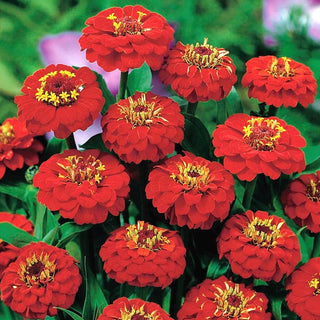 Zinnia - Liliput Scarlet Gem - Accent écarlate pour votre massif - Zinnia elegans