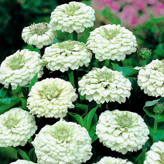 Zinnia - Liliput White Gem - Contraste blanc pour massifs colorés - Zinnia elegans