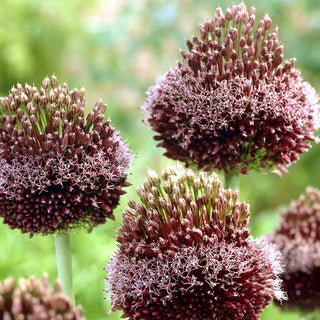 Ail d'ornement - Forelock - Allium - Fleurs bordeaux uniques