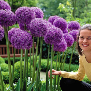 Ail d'ornement - Globemaster - Allium - Fleur géante violette