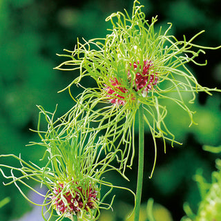 Ail des vignes - Hair - Allium - Plante originale pour le jardin - 5 bulbes