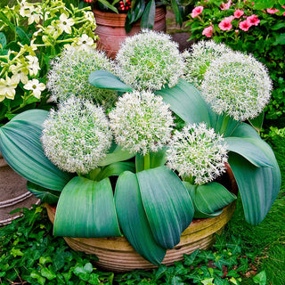 Ail d'ornement à feuilles larges - Allium - Résistant aux conditions difficiles - 3 bulbes