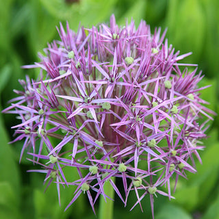 Allium Christophii - Idéal pour les compositions sèches - 5 bulbes