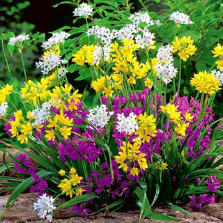 Ail d'ornement - mix - Allium - Mosaïque colorée au jardin - 20 bulbes