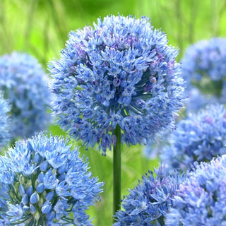 Allium caeruleum - Accent bleu unique - 5 bulbes