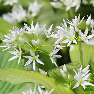 Ail des ours - Allium - Succès culinaire, ornement de massifs - 5 bulbes