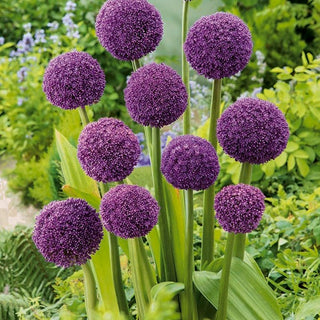 Ail d'ornement - Ambassador - Allium - Apprécié depuis des siècles en Europe