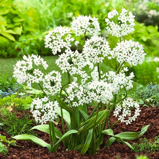 Ail d'ornement - Cowanii - Allium - Blanc délicat, charme subtil - 20 bulbes