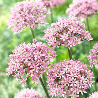 Ail d'ornement - Pink Jewel - Allium - Rose délicat avec un cœur vert