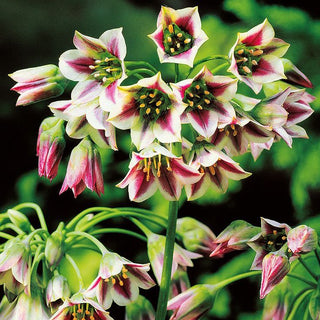 Ail de Sicile - Allium - Entretien facile et praticité - 5 bulbes