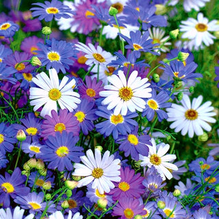 Swan River Daisy Mixed - Magical Carpet of Colourful Flowers - Brachyscome iberidifolia - Premium Seeds