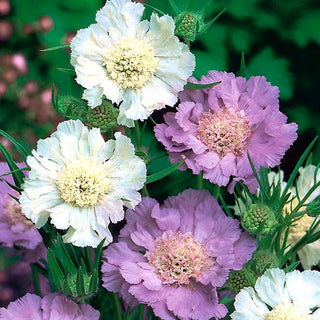 Scabieuse du Caucase - Mélange - Effet coloré tout l’été - Scabiosa caucasica - Graines Premium