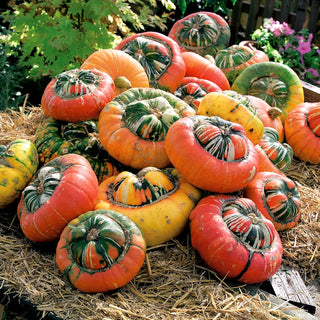 Ornamental Gourd Turk's Turban - Exotic Fruits, Decorative and Durable - Premium Seeds