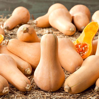 Courge musquée - Waltham Butternut - Goût de noisette et texture crémeuse