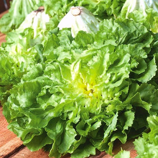 Chicorée scarole - Bionda A Cuore Pieno - Variété italienne à la saveur délicate - Cichorium endivia