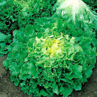 Chicorée frisée - De Meaux - Adaptée à la culture d’automne - Cichorium endivia