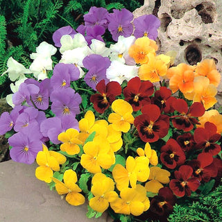 Violette Cornue - Mélange - Fleurs aux tons pastels - Viola cornuta - Graines Premium