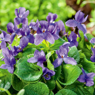 Violette Odorante - Parfumée adaptée à l’ombre - Viola odorata - Graines Premium