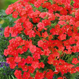 Phlox de Drummond - Rouge - Rouge éclatant pour massifs d’été - Phlox drummondii - Graines Premium