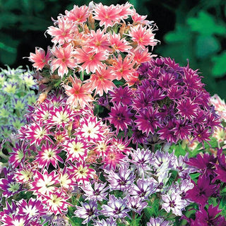 Phlox Etoile - Mélange - Phlox remarquable à pétales étoilés - Phlox drummondii cuspidata - Graines Premium