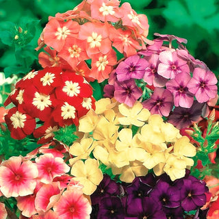 Phlox Annuel - Mélange - Succès estival pour massifs - Phlox drummondii nana - Graines Premium