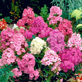 Phlox paniculé - Mélange - Fleurs intensément parfumées - Phlox paniculata - Graines Premium