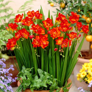 Freesia double - rouge - Ravive les compositions estivales - 10 bulbes