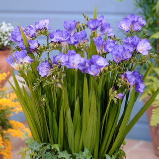 Freesia - bleu - Floraison longue et abondante - 10 bulbes