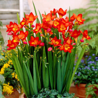 Freesia - rouge - Magnifique en pot - 10 bulbes