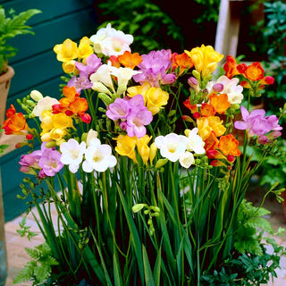 Freesia - Mélange de couleurs - Parfum subtil dans l’air - 10 bulbes