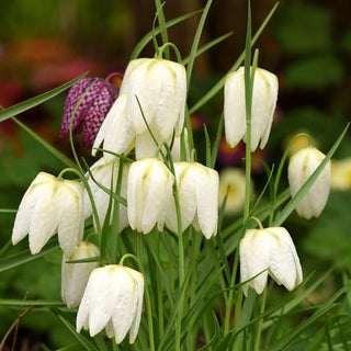 Fritillaire pintade Alba - blanc - Fritillaria - Accent harmonieux et apaisant - 5 bulbes