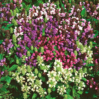 Brunelle à grandes fleurs - Attire les papillons et les abeilles - Prunella grandiflora - Graines Premium